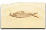 Detailed Fossil Fish (Knightia) - Wyoming #357515-1